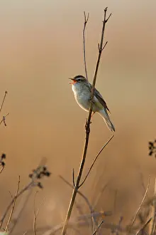 Schoenobaenus: Sedge Warbler - Backlit in early morning sunshine