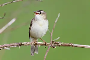 Schoenobaenus: Sedge Warbler - calling