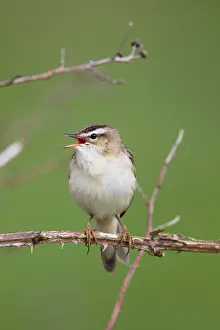 Schoenobaenus: Sedge Warbler - calling