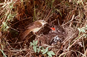 Begging: SEDGE WARBLER - with Cuckoo in nest