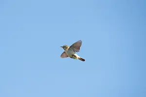 Warbler: Sedge Warbler flight