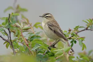 Schoenobaenus: Sedge Warbler - Male