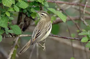 Schoenobaenus: Sedge Warbler - Male
