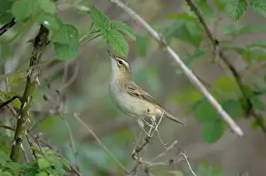 Schoenobaenus: Sedge Warbler - Male