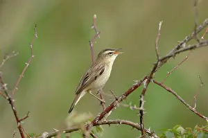 Schoenobaenus: Sedge Warbler - Male singing