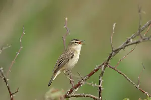 Schoenobaenus: Sedge Warbler - Male singing