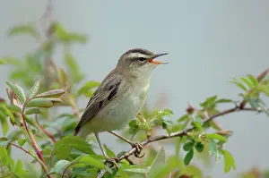Schoenobaenus: Sedge Warbler - Male singing