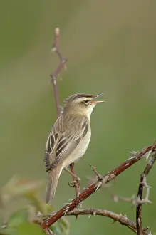 Schoenobaenus: Sedge Warbler - Male singing