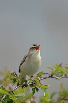 Schoenobaenus: Sedge Warbler - Male singing