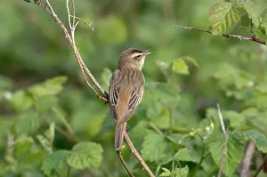 Schoenobaenus: Sedge Warbler - Male singing