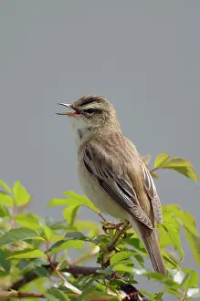 Schoenobaenus: Sedge Warbler - Male singing