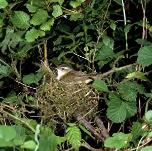 Schoenobaenus: Sedge Warbler - at nest