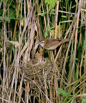 Mark Walker: Sedge Warbler - At nest with young