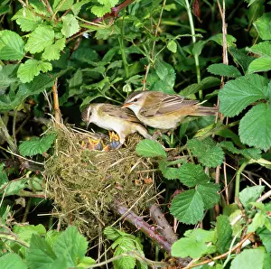 Schoenobaenus: Sedge WARBLER - pair at nest with young begging