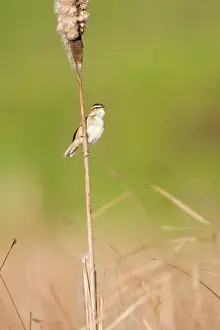 Bullrush: Sedge Warbler - Perched on the stem of a bullrush singing