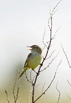 Schoenobaenus: Sedge Warbler - singing