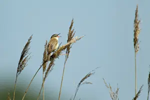 Acrocephalus: Sedge Warbler - singing