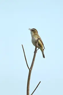 Acrocephalus: Sedge Warbler - singing