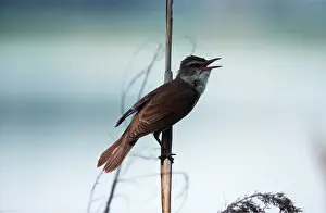 Sedge: SEDGE WARBLER - singing
