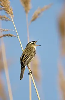 Schoenobaenus: Sedge WARBLER - Singing in breeding territory
