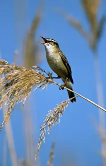 Schoenobaenus: Sedge WARBLER - Singing in breeding territory