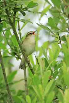 Schoenobaenus: Sedge Warbler - singing from bush