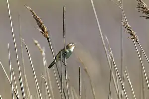 Schoenobaenus: Sedge Warbler - singing in reedbed