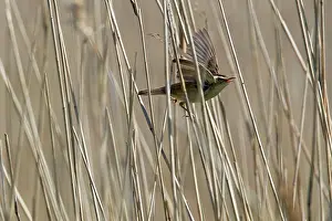Acrocephalus: Sedge Warbler - singing in reedbed