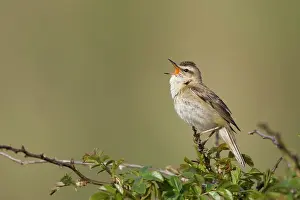 Atop: Sedge Warbler - Singing from a typical vantage