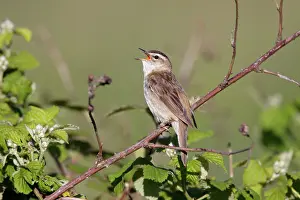 Vantage: Sedge Warbler - singing from vantage point on bramble bushes