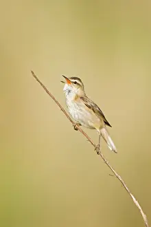 Schoenobaenus: Sedge Warbler - In typical springtime posture singing