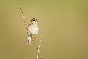 Schoenobaenus: Sedge Warbler - In typical springtime posture singing