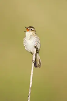 Schoenobaenus: Sedge Warbler - In typical springtime posture singing