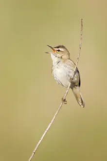 Schoenobaenus: Sedge Warbler - In typical springtime posture singing