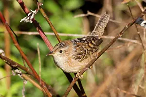 Cistothorus: Sedge Wren
