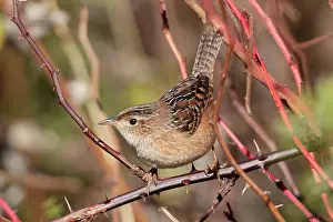 Cistothorus: Sedge Wren