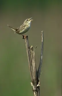 Sedge: Sedge Wren male singing