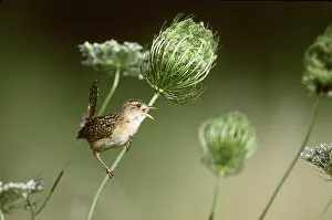 Sedge: Sedge Wren singing
