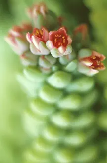 Sedum: Sedum