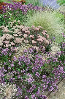 Blown: Sedum