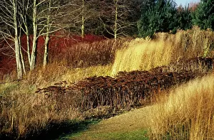 Layers: Sedum