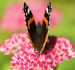 Admiral: Sedum, Ice plant, Sedum cultivar, Pink subject