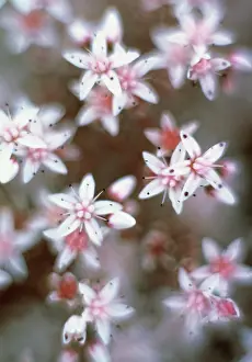 Sedum: Sedum
