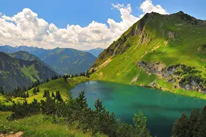 Pinaceae: Seealpsee above the Oytal near Oberstdorf, on the