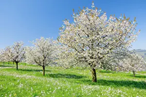 Schwyz: Seebodenalp, cherry trees in spring, Schwyz, Switzerland