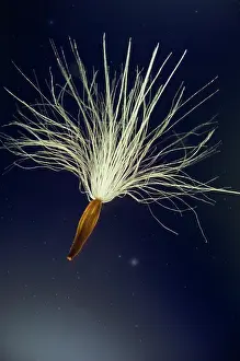 Minute: Seed