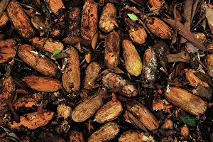 Ironwood: Seed of Borneo Ironwood