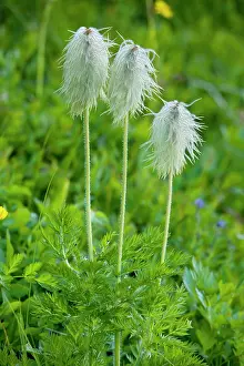 Pasques: Seed heads of Western Anemone / Western Pasque flower