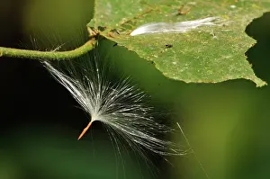 Seeding: Seed