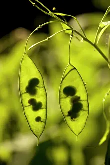 Lunaria: Seed pods of Perennial honesty